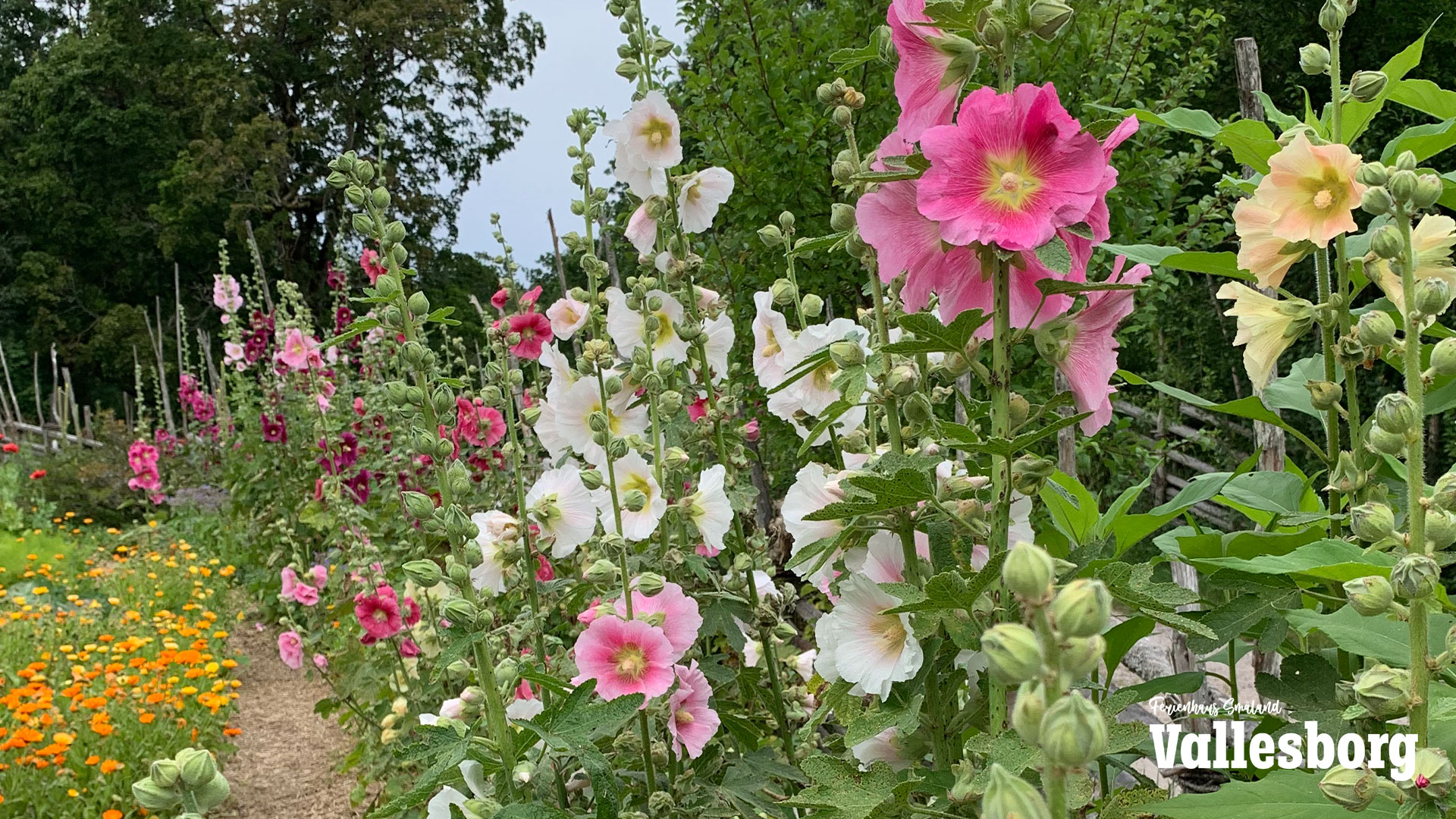 Rashults Blütenmeer in Carl von Linnés Garten