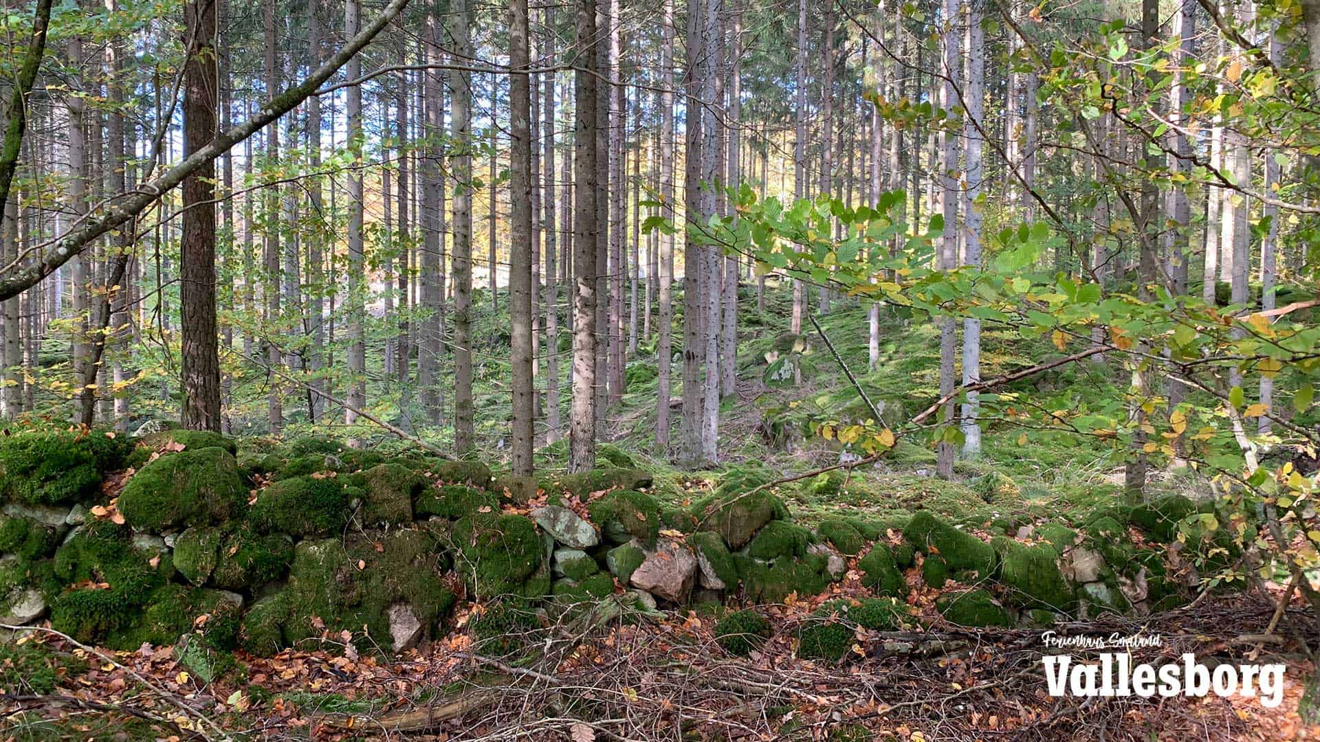 Typische Småländische Steinmauer im Naturreservat