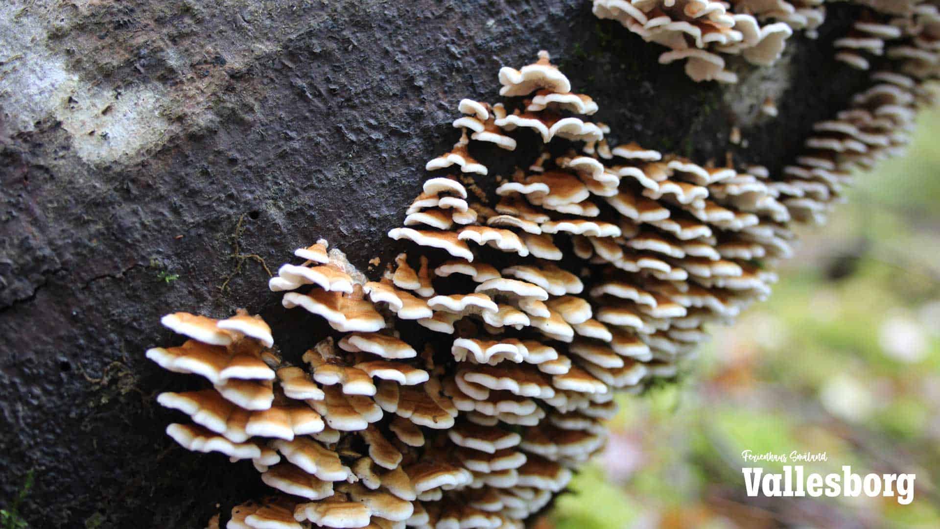 Pilze am Baum - die Natur im Reservat in Schweden