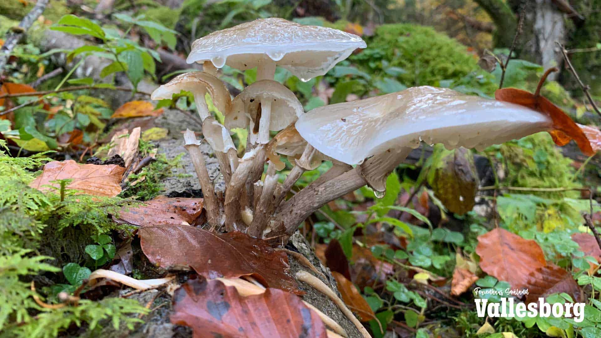 Pilze beim Waldspaziergang im Herbst im Natureservat
