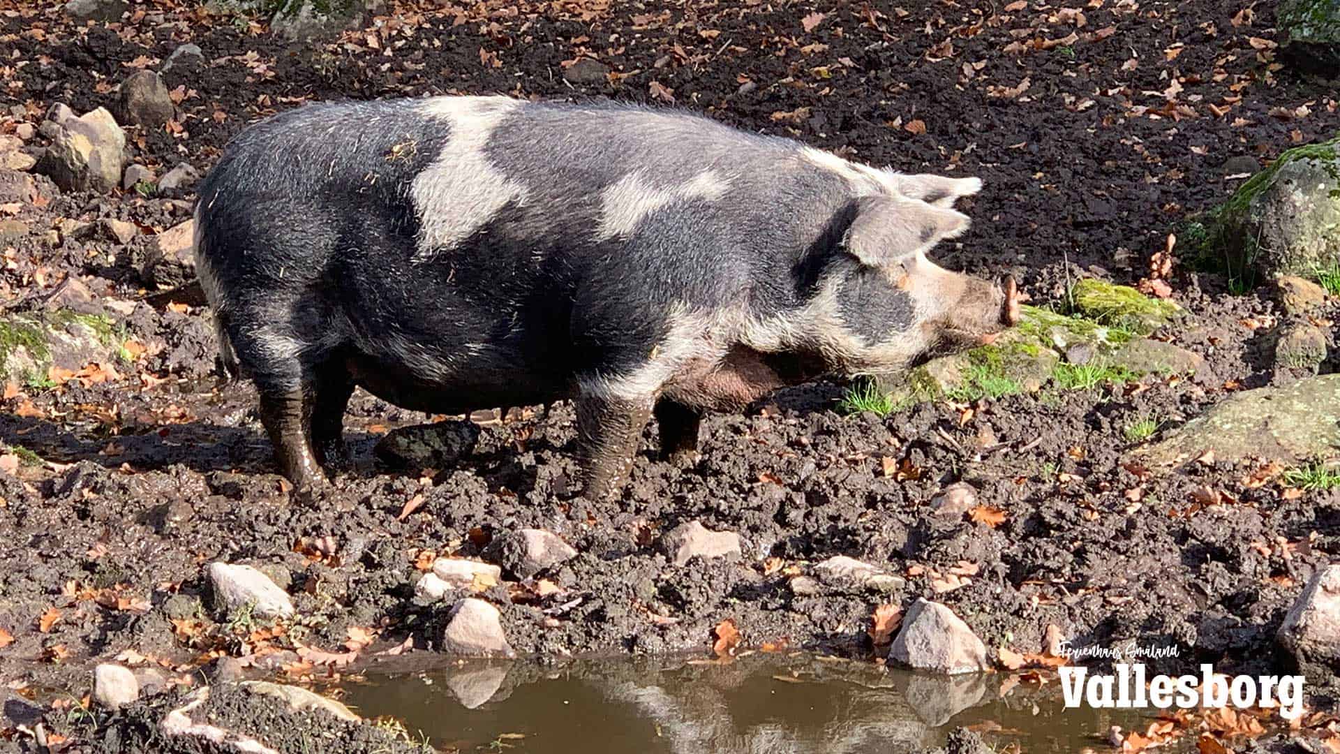 Glückliche alte Rasseschweine in der Ire Naturskola
