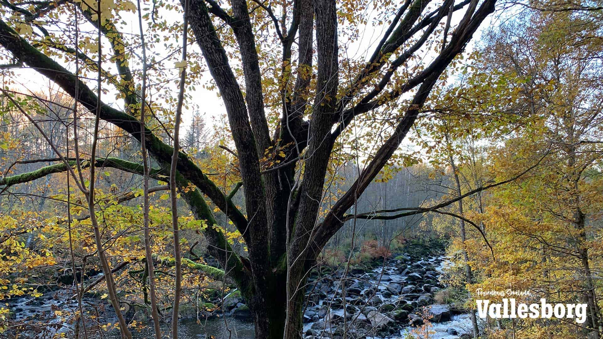 Altes Flussbett des Mörrum im Herbst