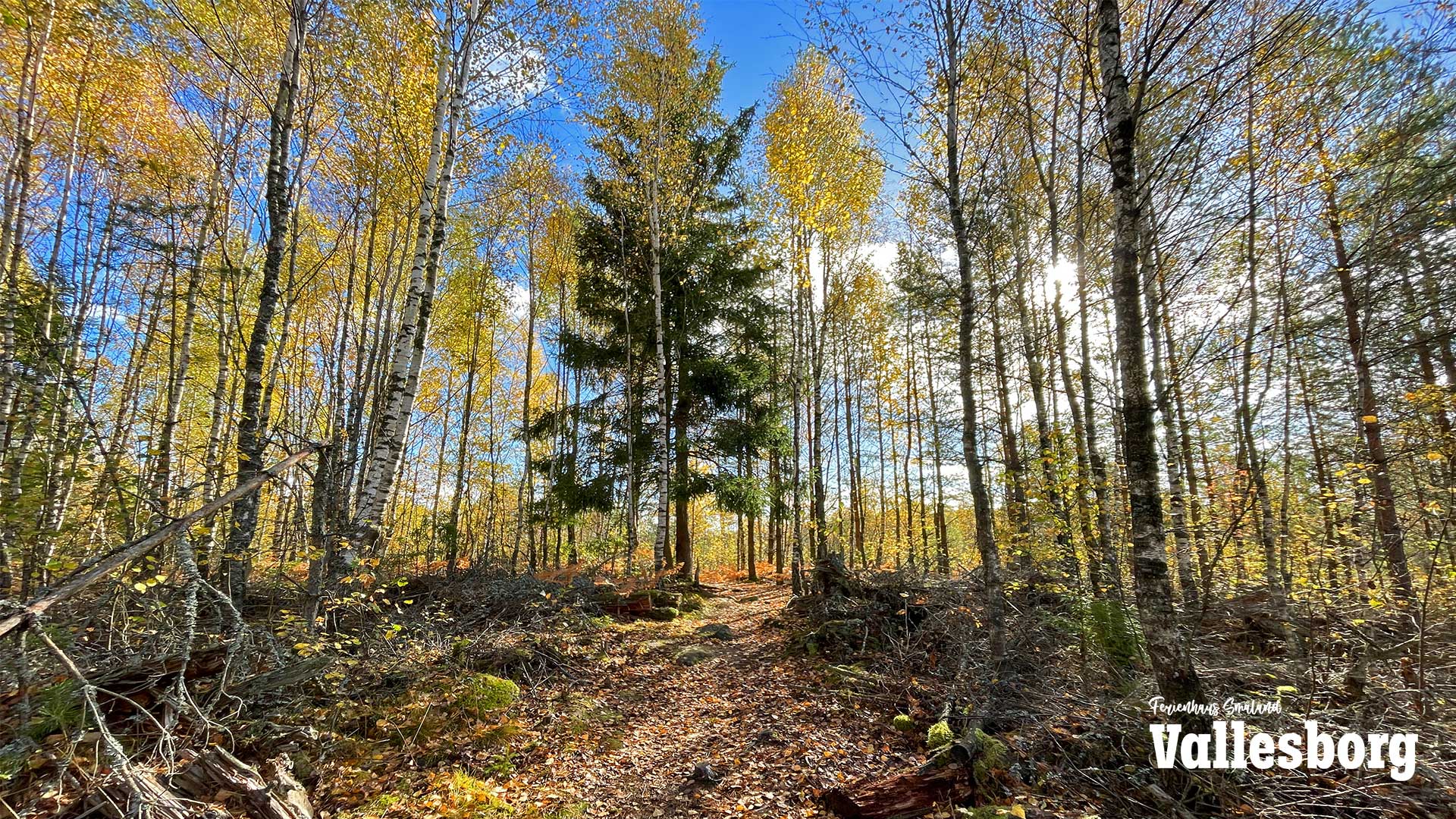 Herbstlicher Wald in Schweden