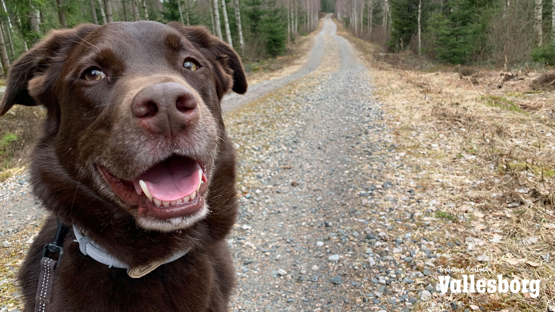 Urlaub mit Hund in Schweden